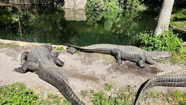 Busch Gardens Tampa Bay 5