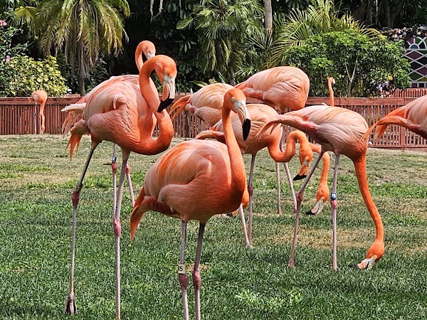 Busch Gardens Tampa Bay 3