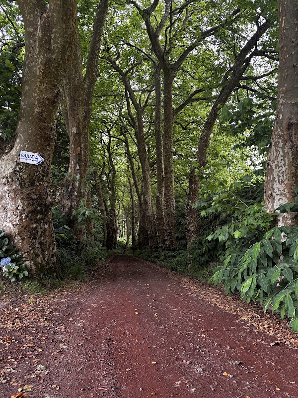 Alameda dos Plátanos 2