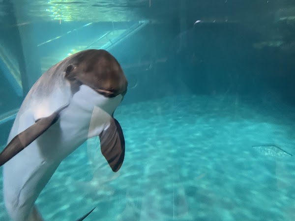 Otaru Aquarium 4