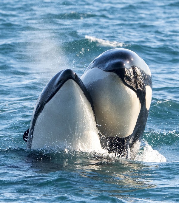 Whalesafari Andenes