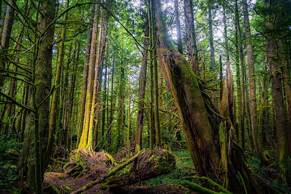 Pacific Rim National Park Reserve 4