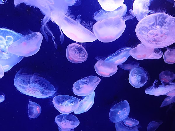 Sunshine Aquarium 2