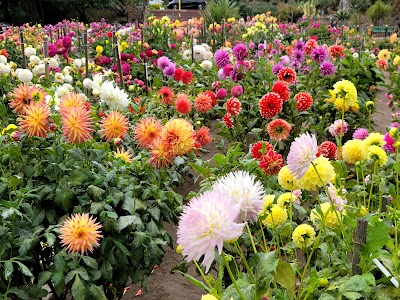 Dahlia Garden 1