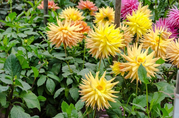 Dahlia Garden 4