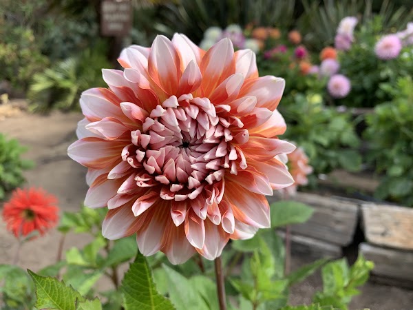 Dahlia Garden 3