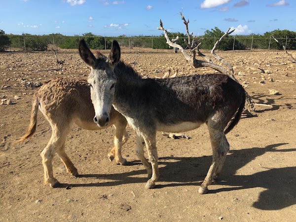 Bonaire 8
