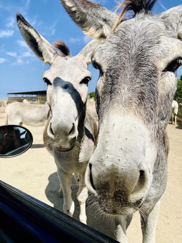 Donkey Sanctuary Bonaire 5