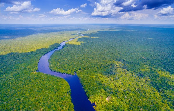 Amazon Rainforest 1
