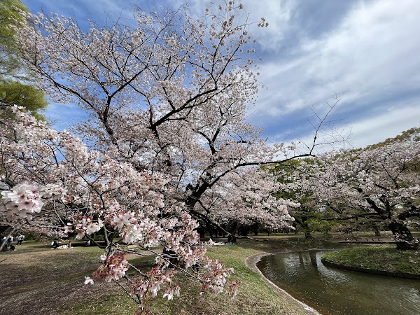 Cherry Blossoms Garden