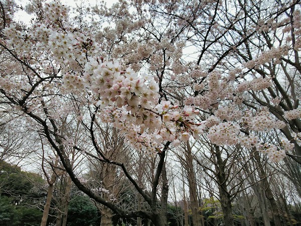 Cherry Blossoms Garden 5