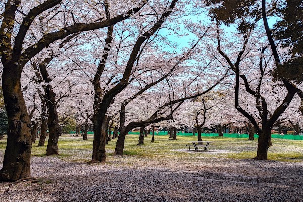 Cherry Blossoms Garden 4