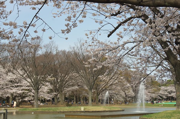 Cherry Blossoms Garden 3