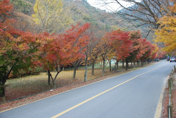 Naejangsan 5