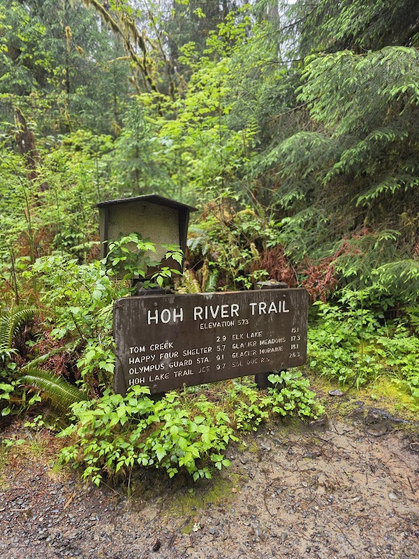 Hoh River Trail 1