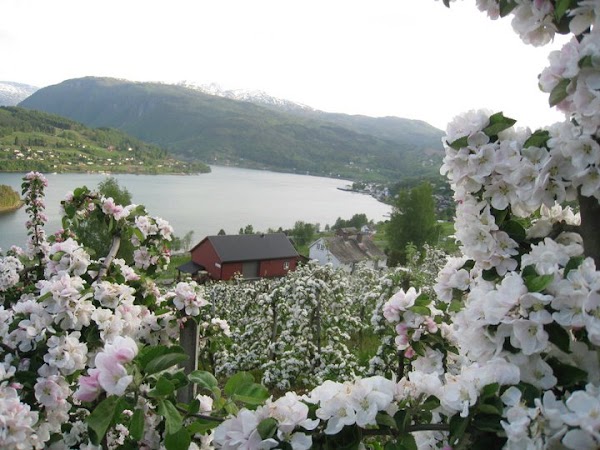 Ulvik Frukt & Cideri 4