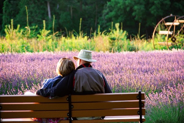 Bayfield Lavender Farm 1