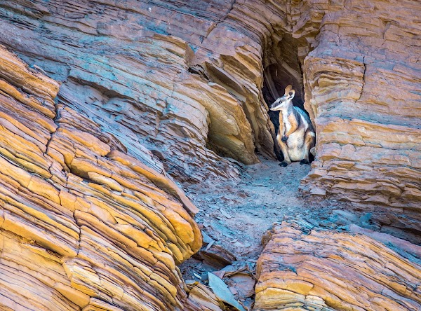 Brachina Gorge Road
