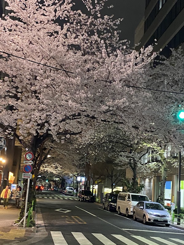 Cherry trees at Kayabacho