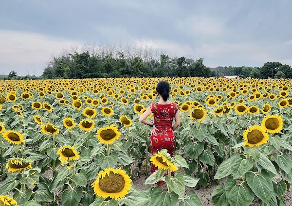 Wynn Farms (Flowers and Sunflowers)