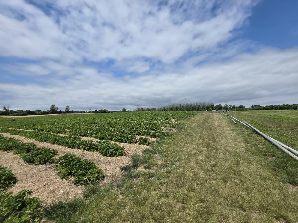 Wynn Farms (Flowers and Sunflowers) 2