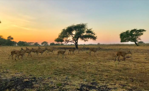Baluran National Park 4