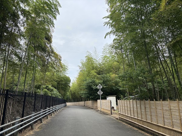 Take-no-Michi (Muko bamboo path) 4