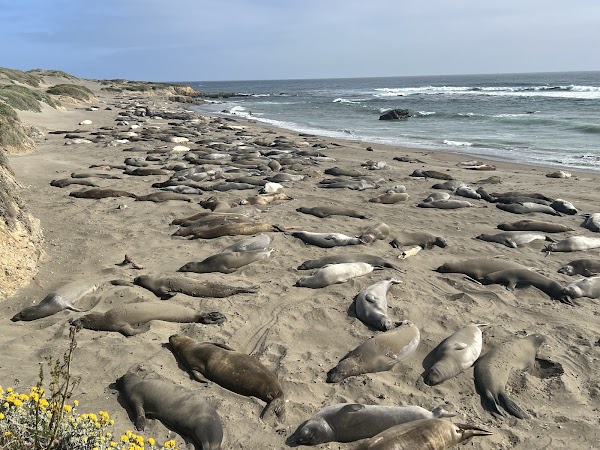 Elephant Seal Vista Point 1