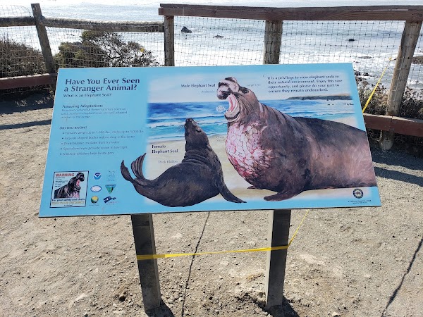 Elephant Seal Vista Point 5