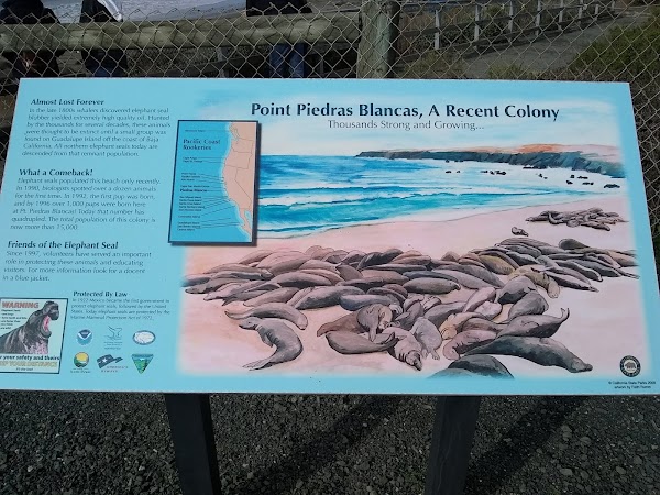 Elephant Seal Vista Point 4
