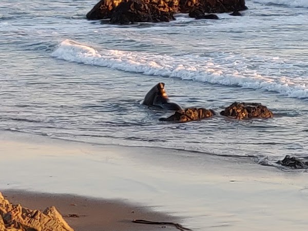 Elephant Seal Vista Point 3
