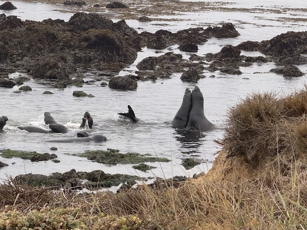Elephant Seal Vista Point 2