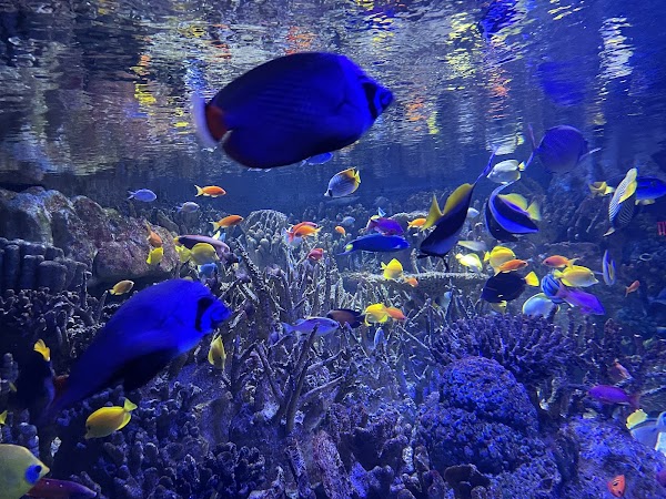 New England Aquarium 3