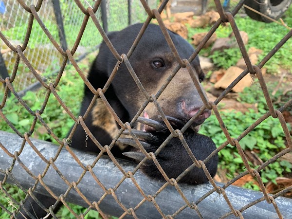 Bali Wildlife Rescue Centre, Friends of the Nature, People, and Forest 1