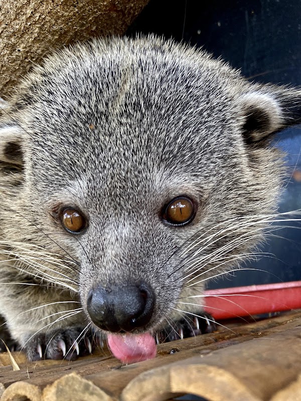 Bali Wildlife Rescue Centre, Friends of the Nature, People, and Forest 3