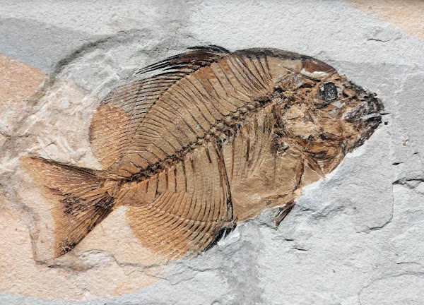 Fossil Museum of Bolca