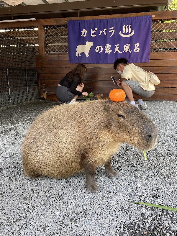 Zhang Mei Ama’s Farm