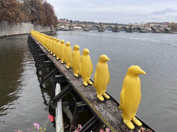 Yellow Penguins