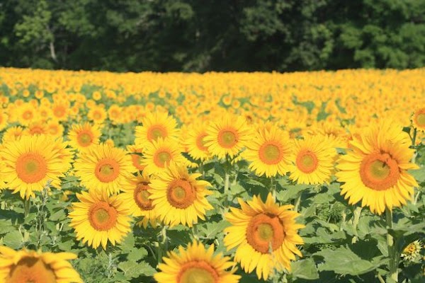 Coppal House Farm