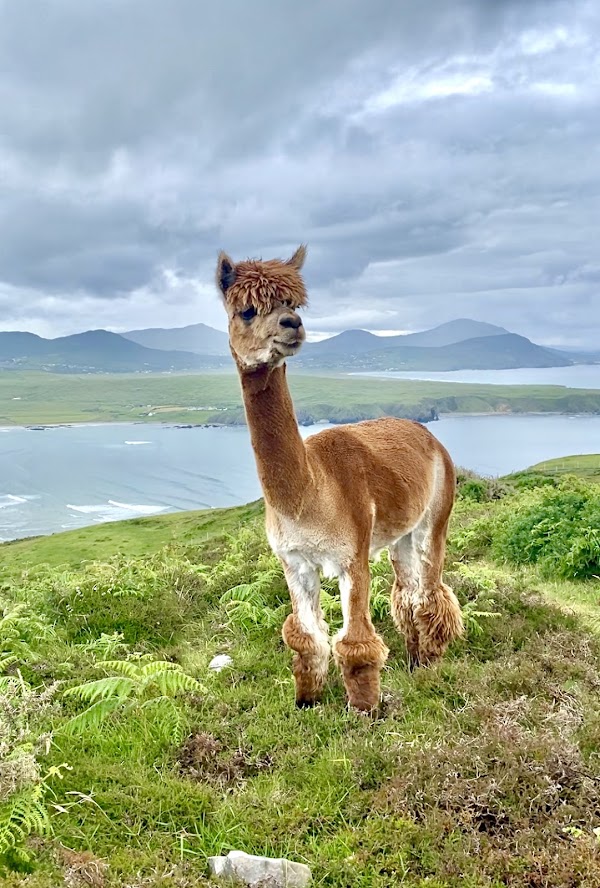 Wild Alpaca Way