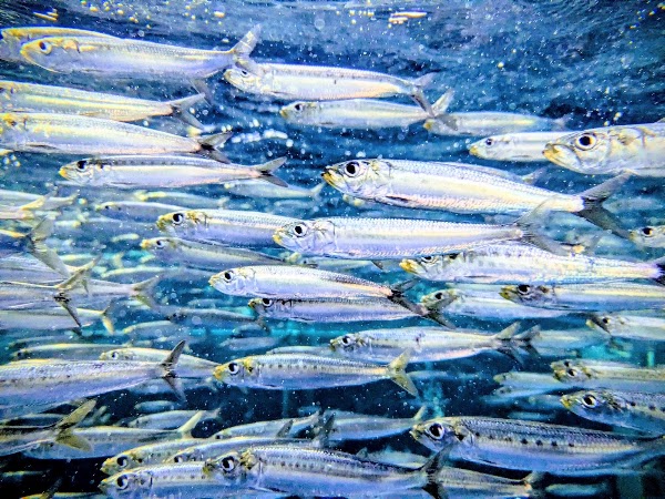 Aquamarine Fukushima 2