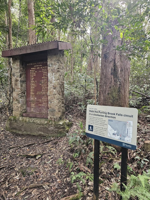 Purling Brook Falls, Springbrook National Park 2
