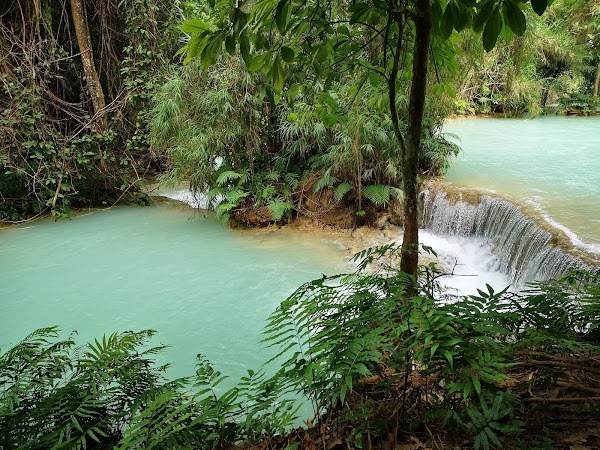 Tat Kuang Si Bear Rescue Centre, Free the Bears 4
