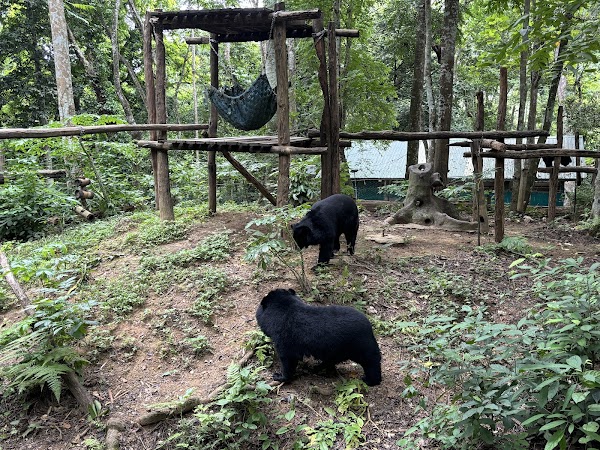 Tat Kuang Si Bear Rescue Centre, Free the Bears 3