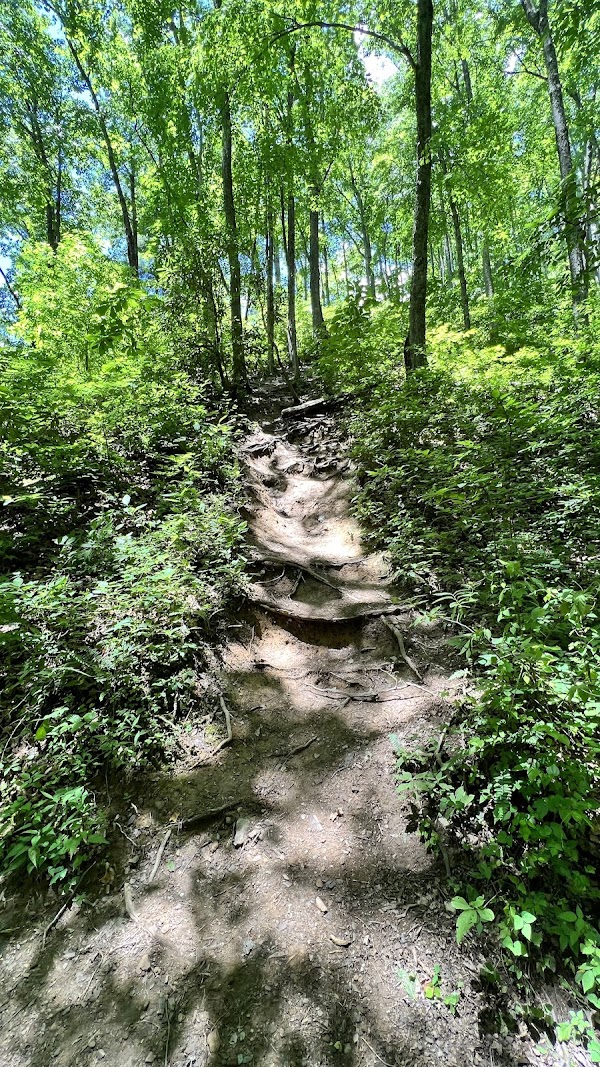 Laurel Falls Trail 3