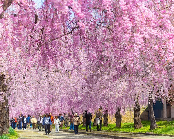 Nicchusen Rows of Weeping Cherry Trees 1