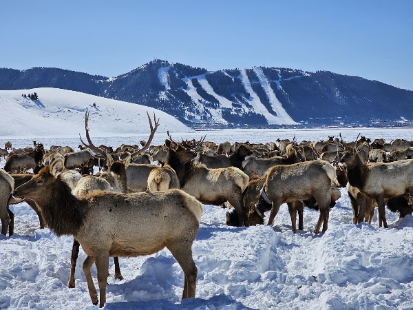 National Elk Refuge 5