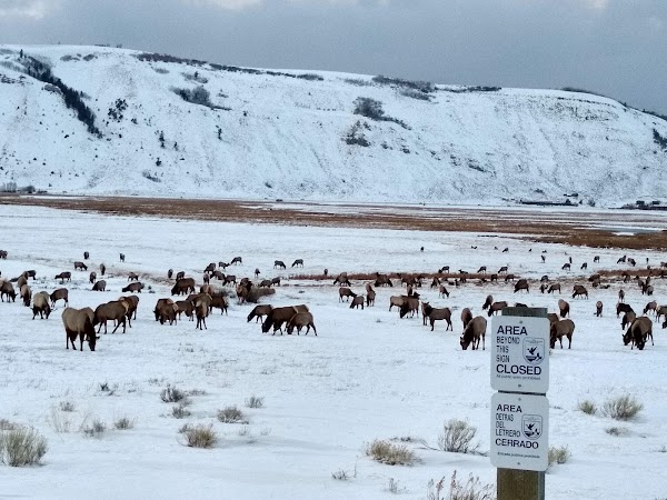 National Elk Refuge 4