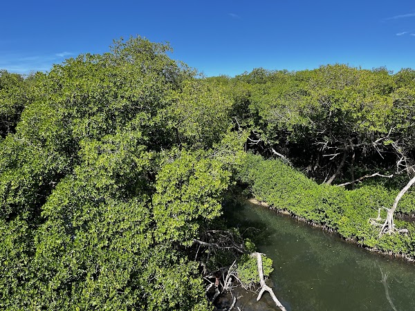 Curaçao Rif Mangrove Park
