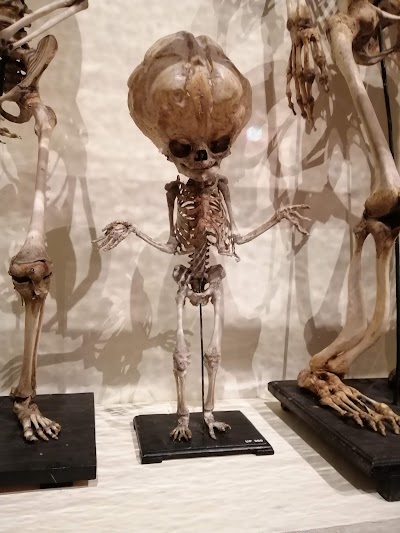 University Museum Utrecht | UMU